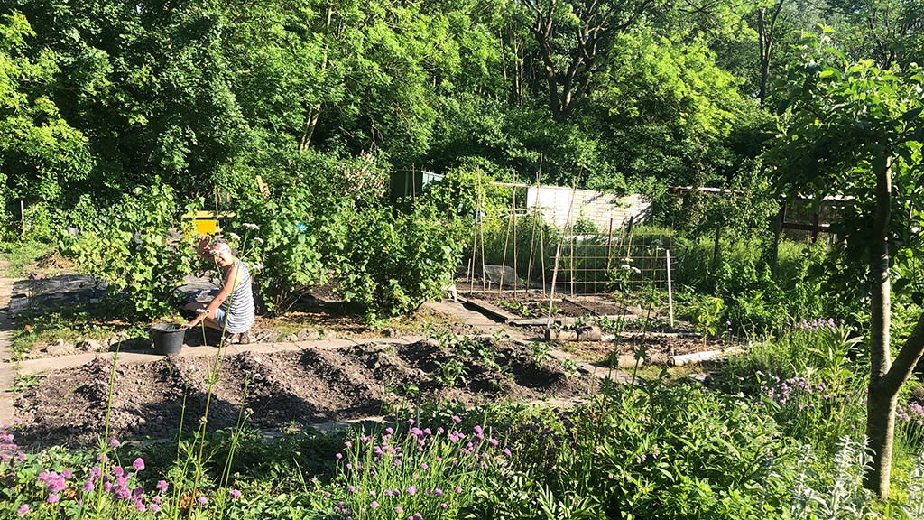 Mijn tuin van 180 m² vol met verschillende planten zoals gras, heermoes, haagwinde, zevenblad en paardenbloemen